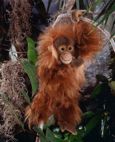Orangutan