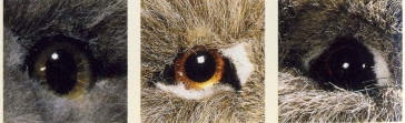 Augen